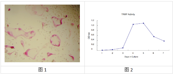 文献认证!Kamiya艾美捷抗酒石酸酸性磷酸酶TRAP染色试剂盒 文献认证!Kamiya艾美捷抗酒石酸酸性磷酸酶TRAP染色试剂盒