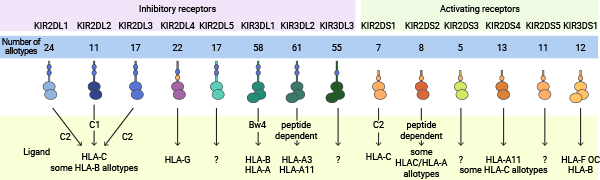 KIR3DL2：杀伤细胞免疫球蛋白样受体（KIR）家族蛋白，T细胞淋巴瘤，强直性脊柱炎，Sézary综合征研究未来靶点！