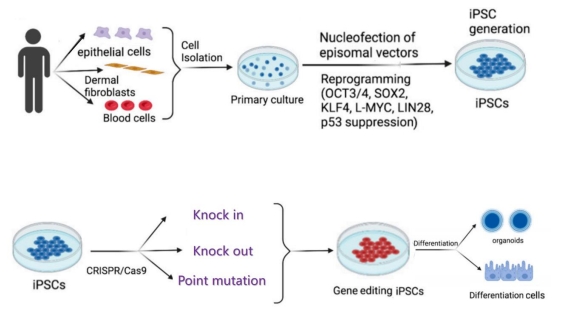 iPSC 体外疾病模型研究平台上线啦