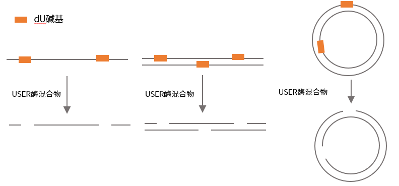 关于USER酶混合物的应用，看这篇就够了！