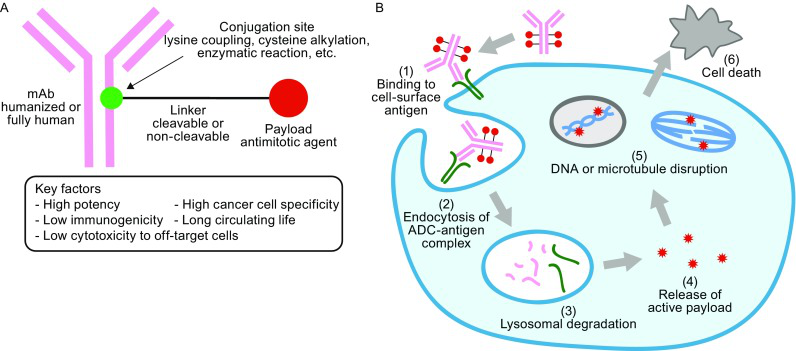 【药物研发“秀”系列2】 ADC药物-内吞实验