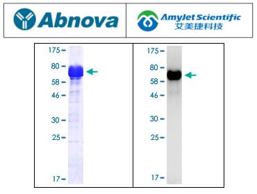 说明书丨Abnova艾美捷CDH11(人)重组蛋白 说明书丨Abnova艾美捷CDH11(人)重组蛋白