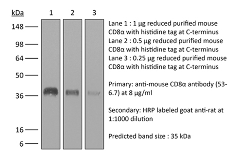 BioXcell特色推荐——InVivoMAb anti-mouse CD8α