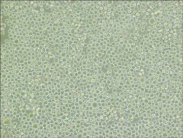 1637891547233473.jpg THP-1细胞传代时机