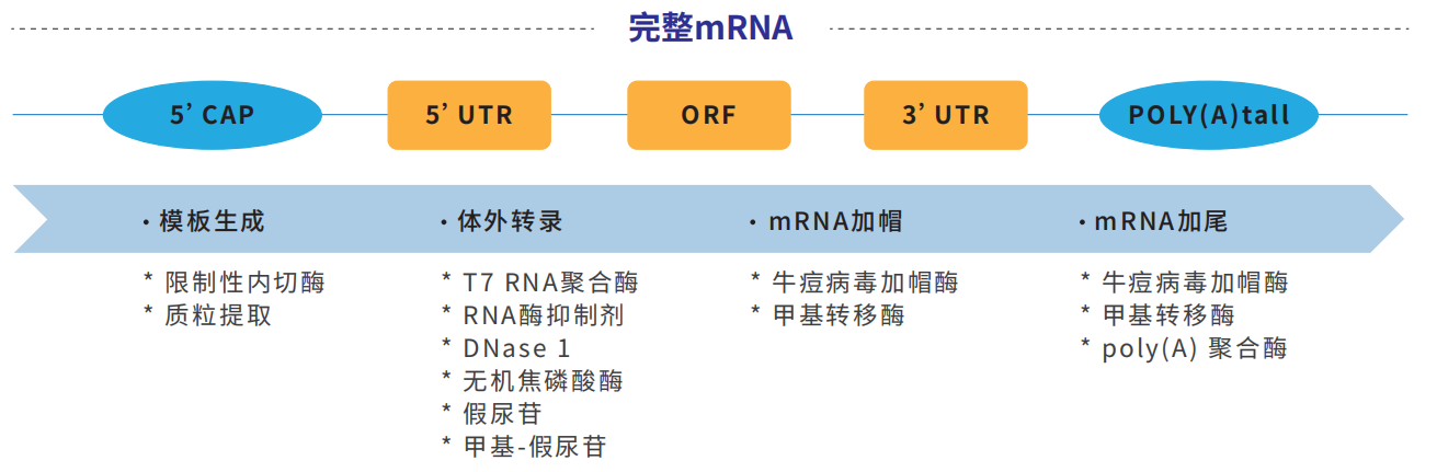 mRNA疫苗--小优推荐