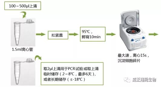 怎样给细胞做支原体筛查