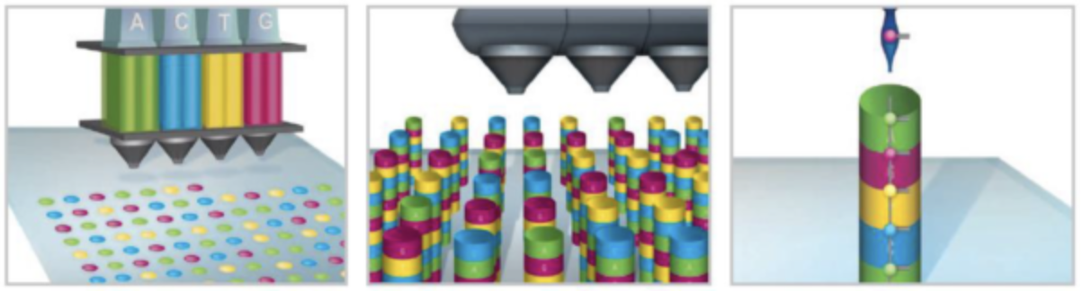 SurePrint寡核苷酸文库——专属定制，百变应用