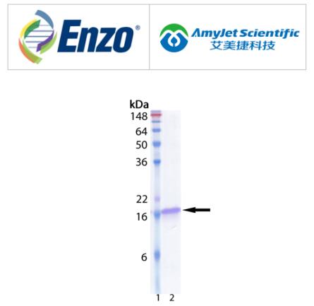 Enzo Life Sciences丨艾美捷UbcH5b (human), His-tag说明书