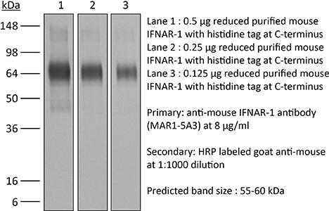 BioXcell特色产品推荐之：InVivoMAb anti-mouse IFNAR-1