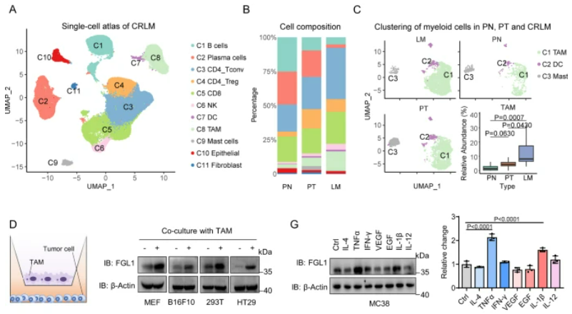 16分+SCI【客户文章】Nature子刊：鞠怀强/徐瑞华团队揭示FGL1促进转移性结直肠癌免疫逃逸和进展的机制
