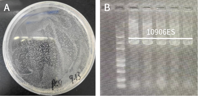 市场好评 | 粘性末端or平末端连接选择？TOPO克隆5 min一“兼”搞定！
