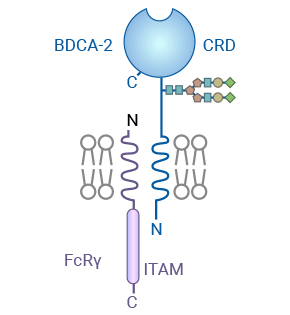 BDCA2/CLEC4C：一种新型浆细胞样树突状细胞pDC标记物，干扰素α/β强效抑制剂，阻断SLE红斑狼疮！