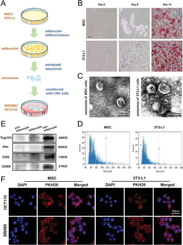 铁死亡 外泌体.jpg