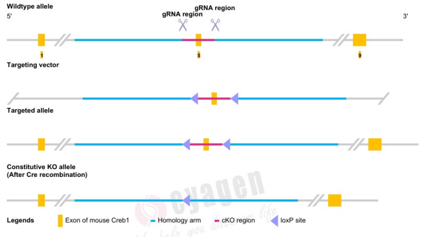 Creb1条件性基因敲除小鼠