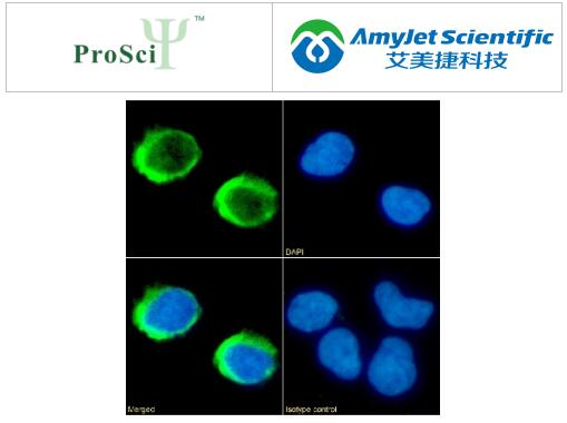 重组单克隆抗体丨ProSci CD154 抗体实例分析 重组单克隆抗体丨ProSci CD154 抗体实例分析