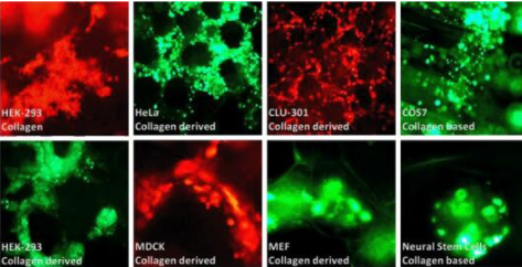 3D细胞培养支架&3D水凝胶&3D Fect转染试剂解决方案 3D细胞培养支架&3D水凝胶&3D Fect转染试剂解决方案