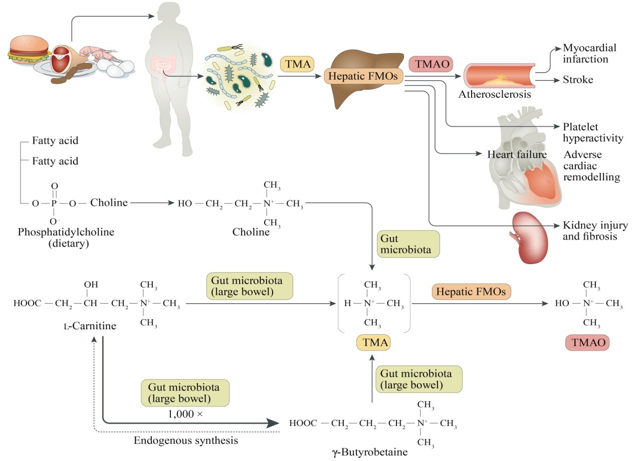 明星分子 | TMAO绝对定量检测强势来袭！