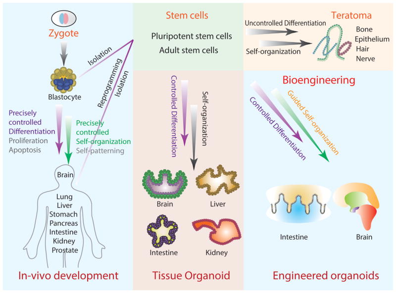 走进类器官的世界：类器官的类别及培养方法