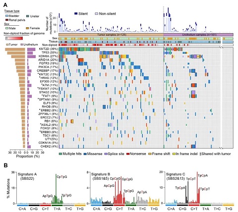 尿路上皮组织中体细胞突变的积累以及突变克隆的扩张和演化