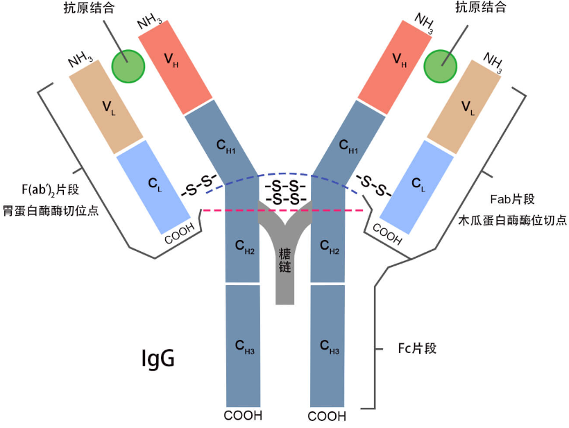 适合实验一抗和二抗挑选指南