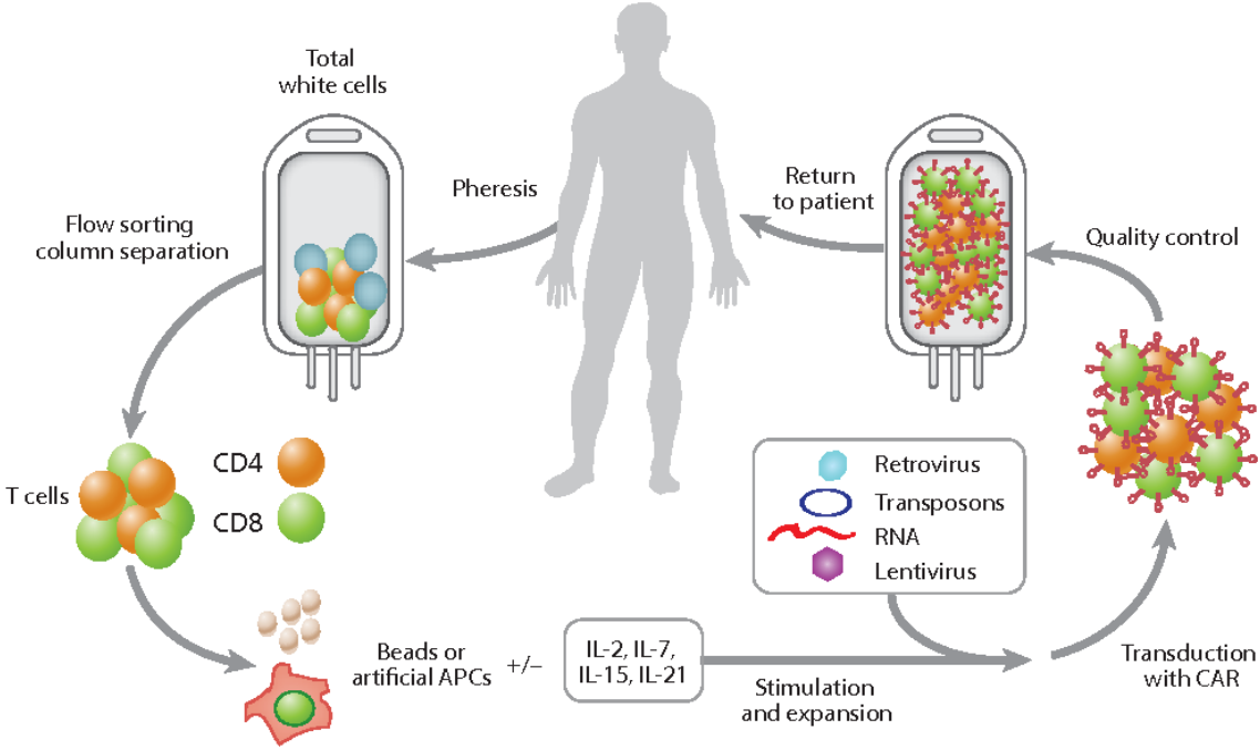 助力CAR-T质控，翌圣生物慢病毒滴度p24 ELISA试剂盒