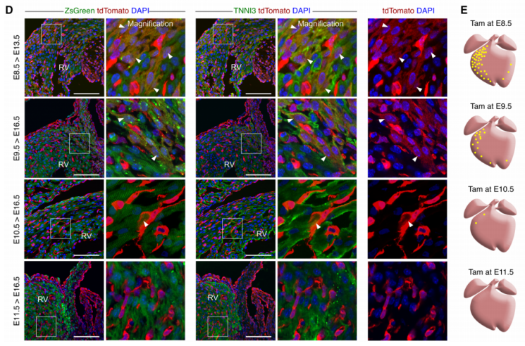 快看，这只小鼠会发光~