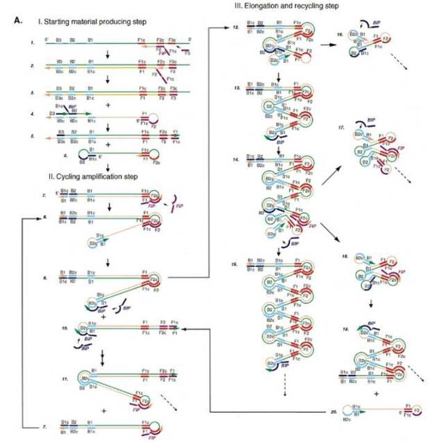 技术文章|LAMP、RPA、RCA等六种主流等温扩增技术原理介绍