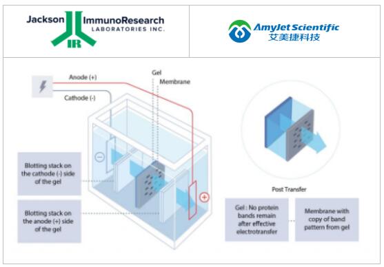 Jackson 电印迹-蛋白质转移丨膜的类型&WB转移步骤要素