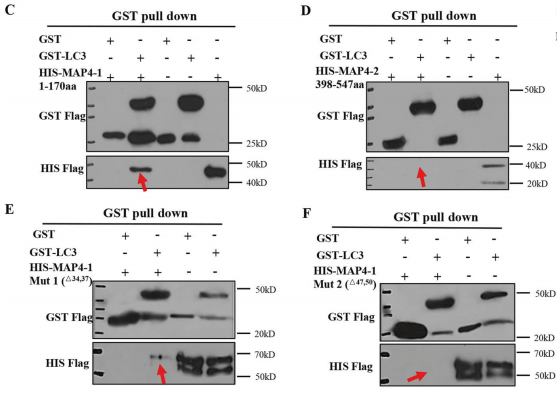 分子互作 | 蛋白-蛋白互作专题之GST pull-down
