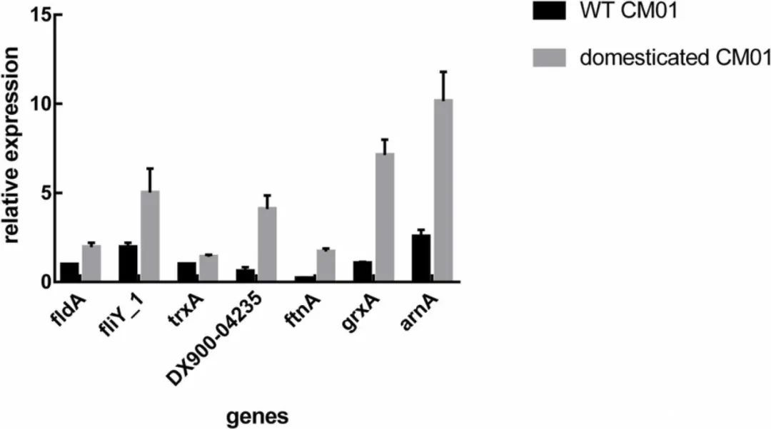 细胞内葡萄糖含量测定实验