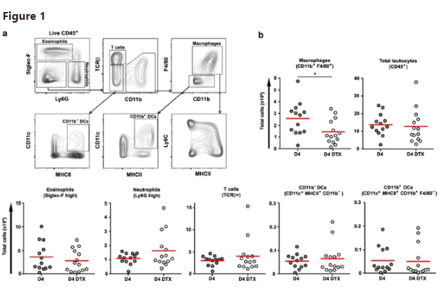 巨噬细胞上线，贴心呵护您的每一天