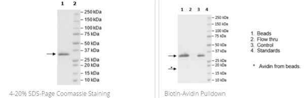 JAK2(V617F,W659A,W777A,F794H),His Avi标签,生物素标记重组，科研好物低至冰点价！