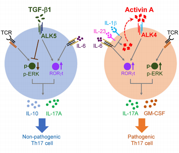小鼠淋巴结Th17细胞体外诱导分化及鉴定