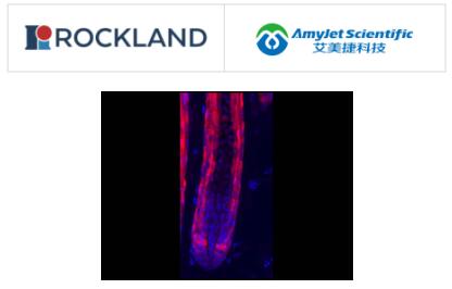 Rockland Immunochemicals丨艾美捷RFP抗体预吸附说明书 Rockland Immunochemicals丨艾美捷RFP抗体预吸附说明书
