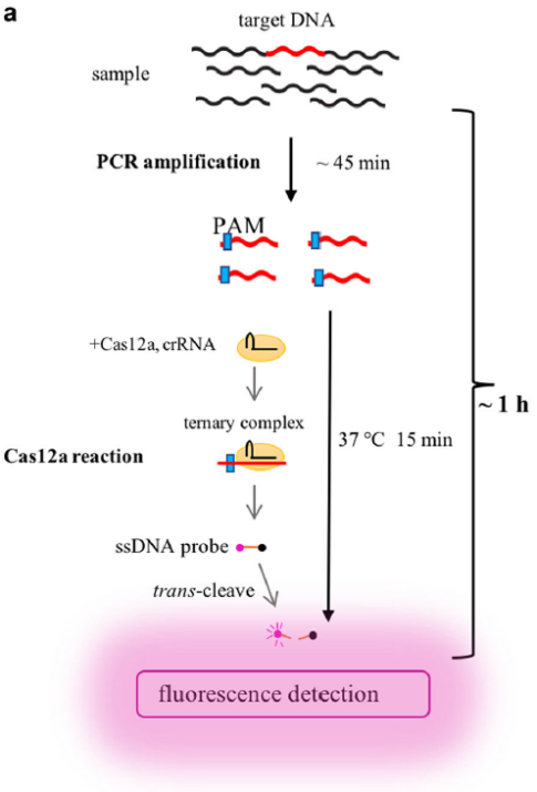 优宁维携手ToloBio提供基于CRISPR诊断技术的整体解决方案