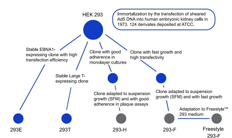 新品上市|翌圣生物SV40LTA&E1A残留DNA检测试剂盒