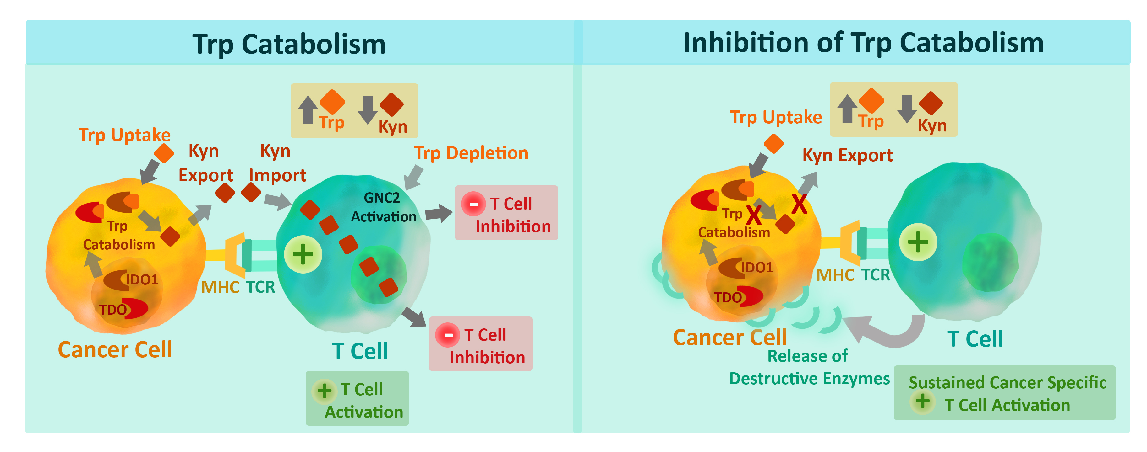 Trp Kyn Pathway