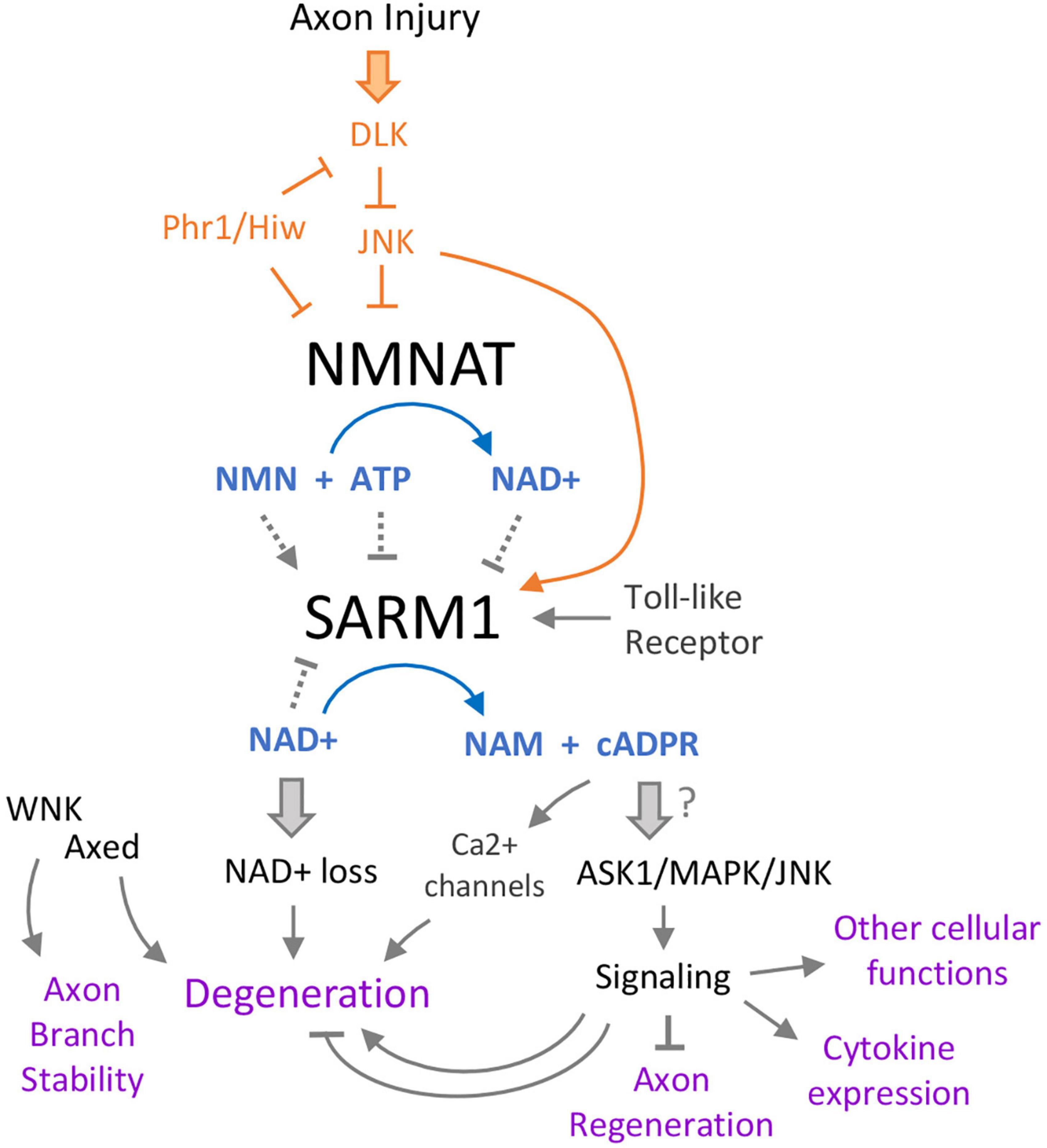 SARM1 在轴突退化和信号转导中的作用