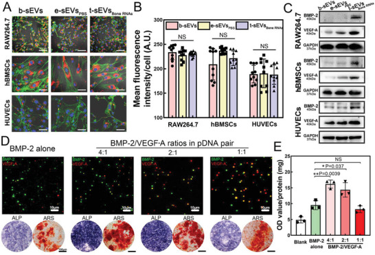 外泌体技术服务 外泌体技术服务