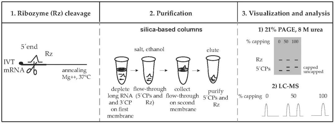 一起来围观，诺奖的mRNA疫苗有哪些必备好物！
