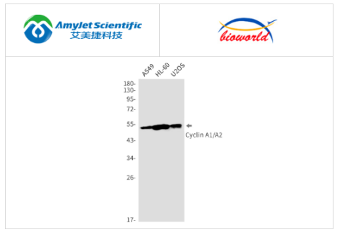 艾美捷Bioworld细胞周期蛋白A1/A2单克隆抗体解决方案 艾美捷Bioworld细胞周期蛋白A1/A2单克隆抗体解决方案