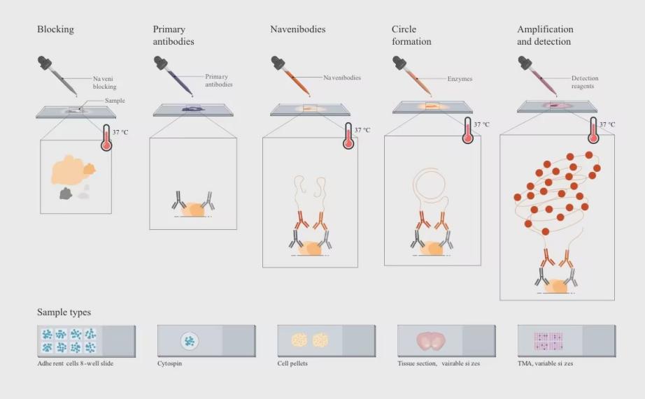 优宁维新增代理品牌Navinci:蛋白互作检测结果如此清晰