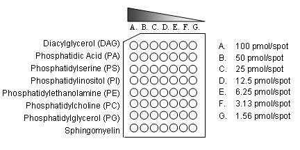 Echelon Biosciences授权代理艾美捷 膜脂质阵列