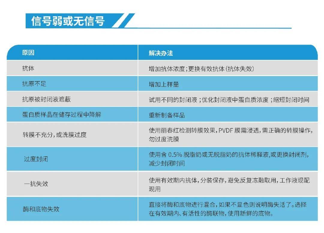 你们要的免疫印迹（WB）教程来了！我不信看完这个你还学不会