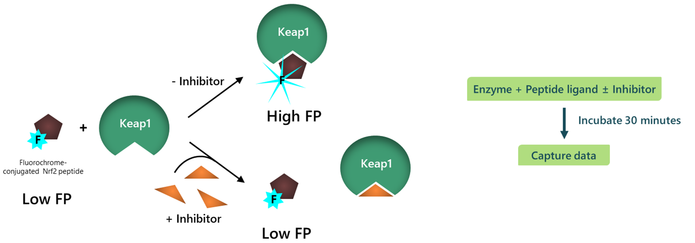 新产品：Keap1:Nrf2 抑制剂筛选试剂盒