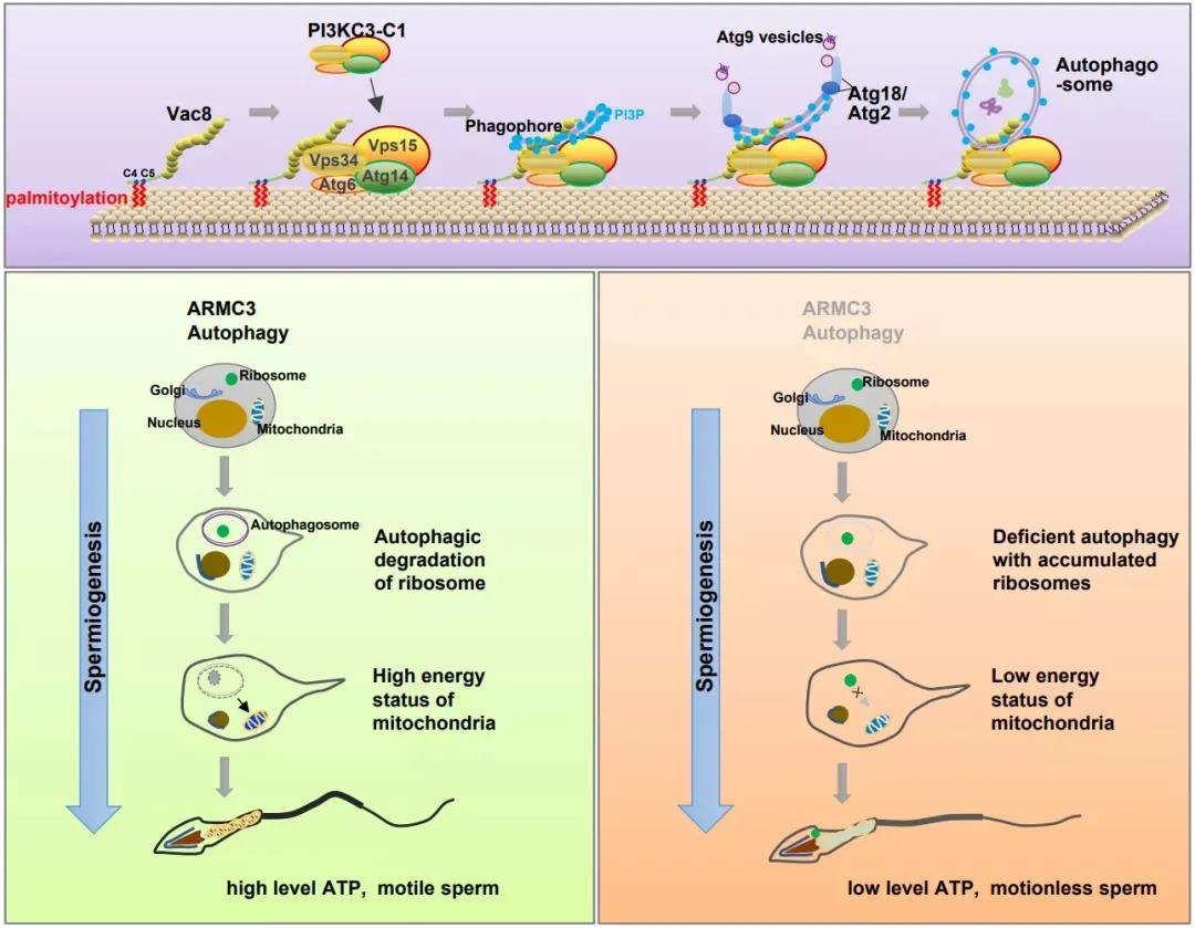 基因编辑小鼠助力生殖研究