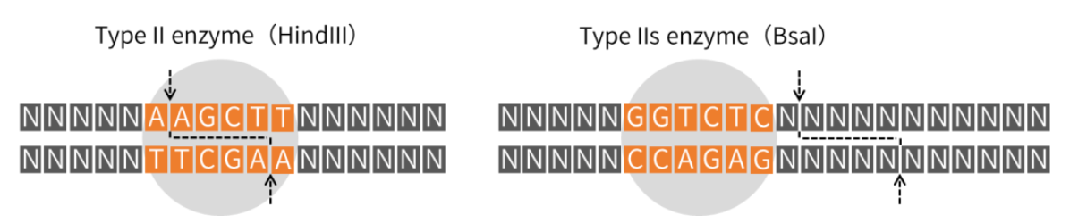 新品 | 翌圣GMP级别RNA合成酶原料：BsaI