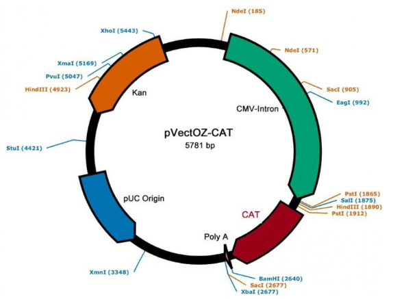 艾美捷 pVectOZ转染质粒的特点和应用介绍 艾美捷 pVectOZ转染质粒的特点和应用介绍