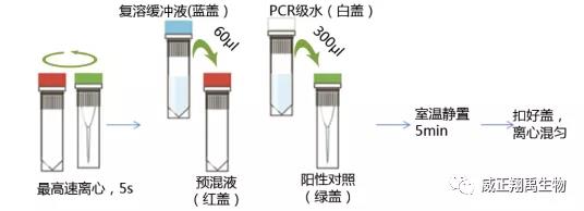 怎样给细胞做支原体筛查