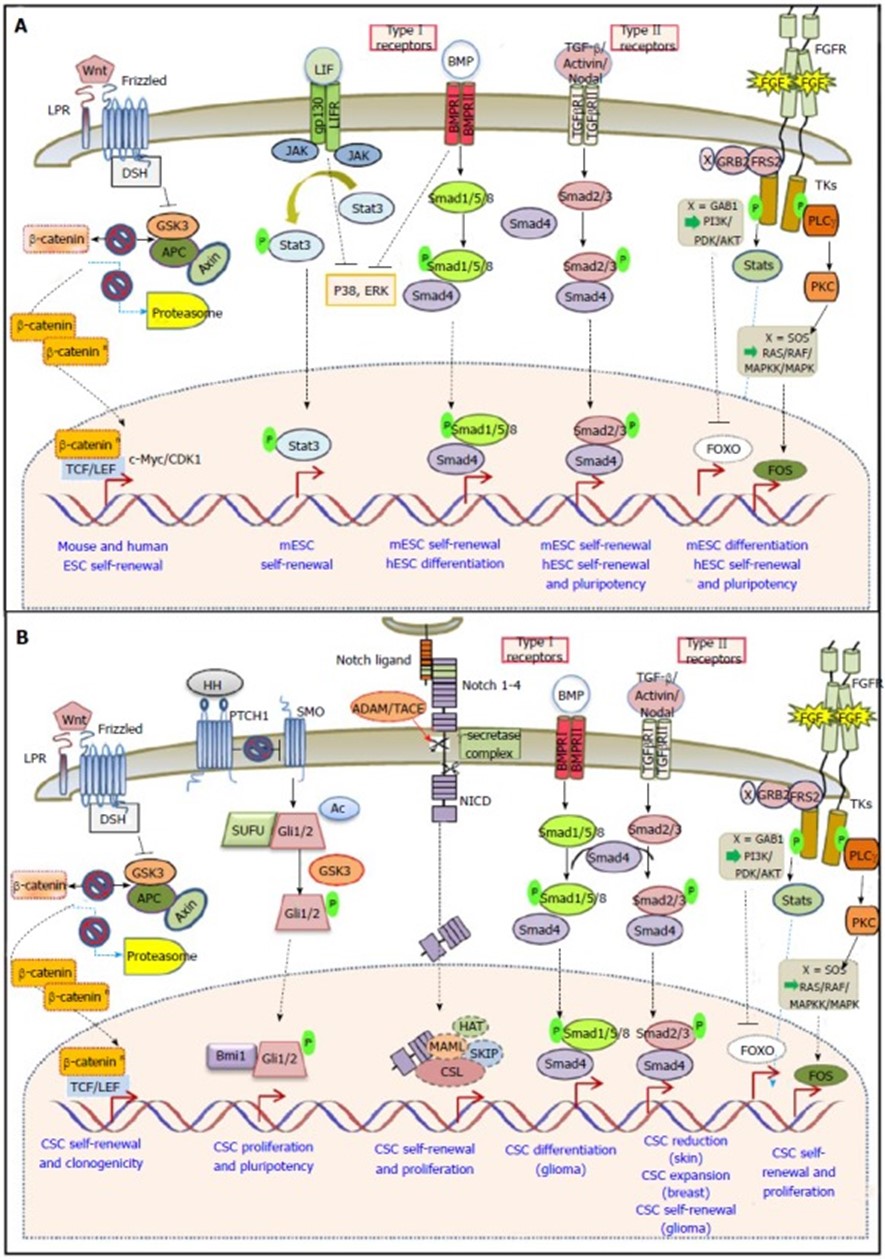 干细胞概述及其研究方向